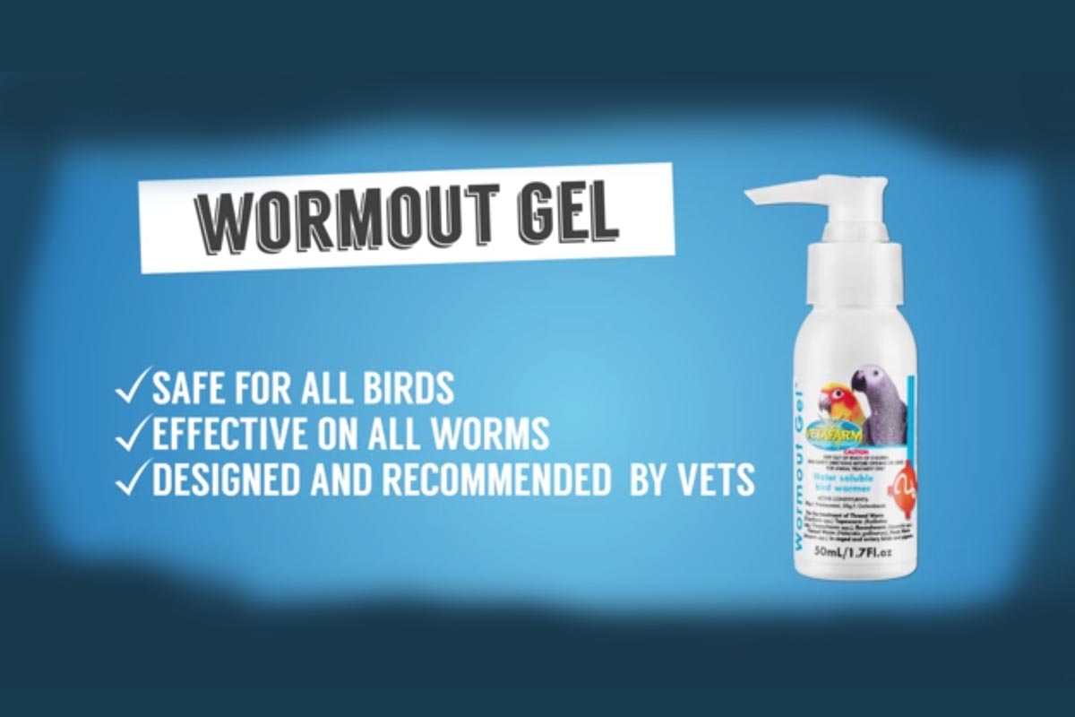 Common Bird Parasites Worms: Symptoms | Diagnosis | Treatment | Vetafarm Wormout gel | petindiaonline